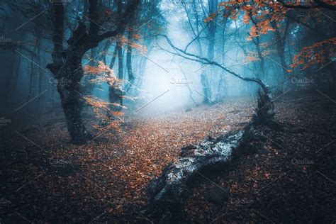 Mystical Forest In Blue Fog Autumn Mystical Forest Mystical