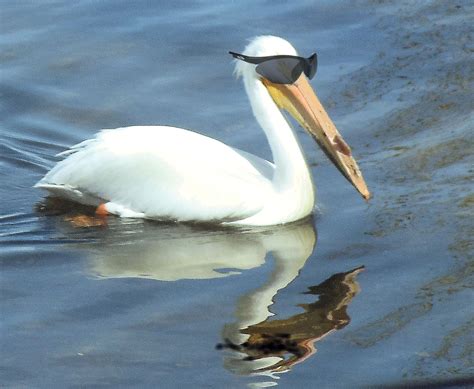 View From Lakeviewsd Welcome Back The White Pelicans