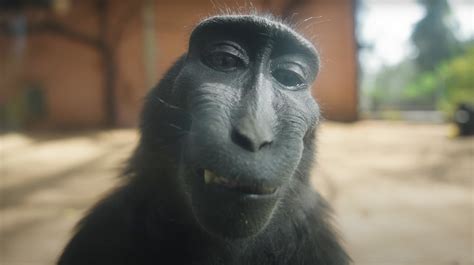 Monkey With Rizz Video Gallery Sorted By Views Know Your Meme