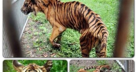 Hewan pembawa keberuntungan / hoki. Sochai: Gambar Zoo Neraka Di Surabaya, Indonesia 0.0