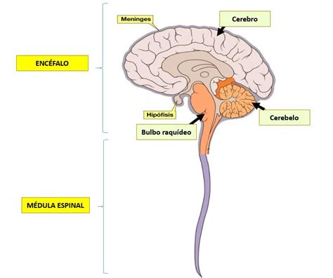 Sistema Nervioso Central Dolopedia