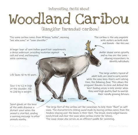 Learn About Caribou In British Columbia Province Of British Columbia