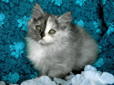 Black cats are awesome creatures that amaze you with their shiny fur and jellybean toes. Siberian Cats — "Charodey" Cattery :: The Cattery of ...
