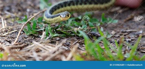 Eastern Garter Snake And X28t S Stock Image Image Of Green Cautious