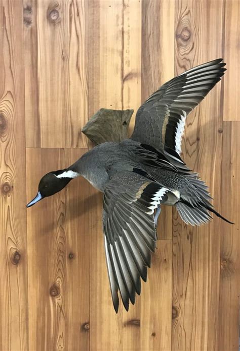 Taxidermy Waterfowl Bird Duck Pintail Stehlings Taxidermy