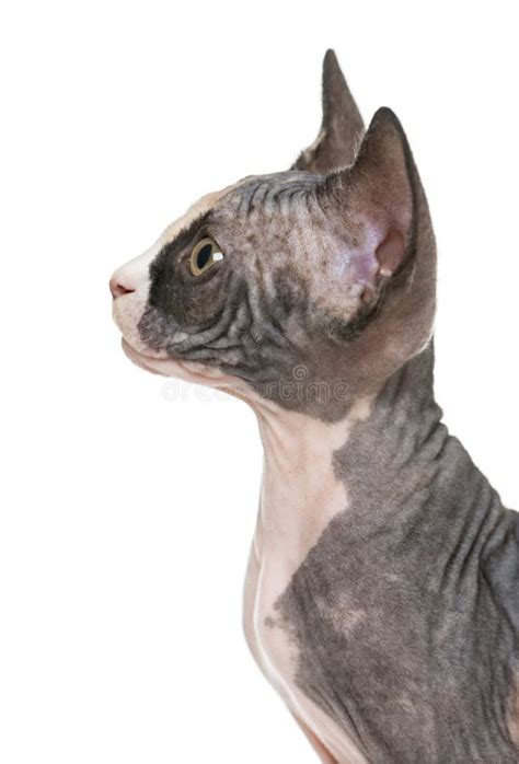 Close Up Of Sphynx Cat 6 Months Old Stock Photo Image Of View
