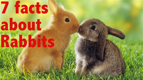 15 Facts About Rabbits You Need To Know Youtube Otosection