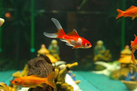 Free Images Water Swim Pet Fauna Goldfish Freshwater Fish