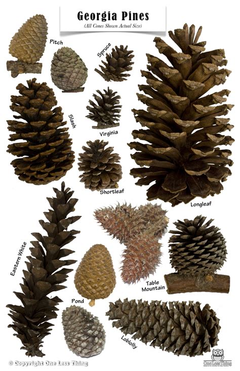 Images Of Pine Trees With Cones