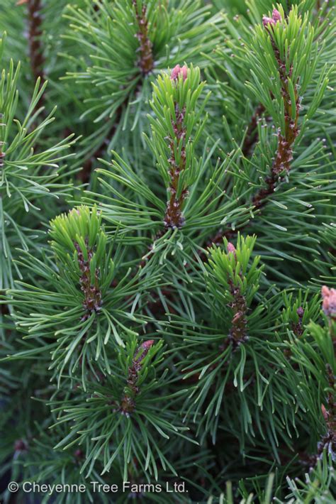 Pine Mugo Dwarf Cheyenne Tree Farm Trees Shrubs Perennials Edmonton Nursery Garden