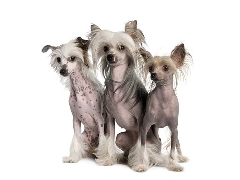 14 Amazing Facts You Didn T Know About Chinese Crested Dogs Page 2 Of 3