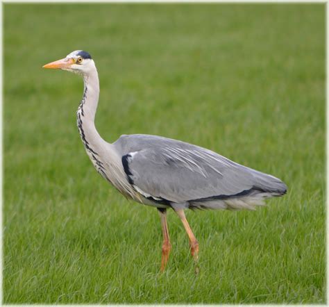 Heron Free Stock Photo Public Domain Pictures