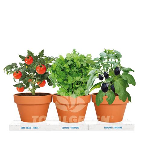 Kitchen Trio Grow Kit Tomato Cilantro Eggplant Totalgreen Holland