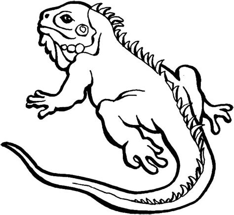 Download Iguana Lizard Coloring Pages - Download & Print Online ...