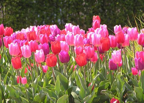 Tulipanes