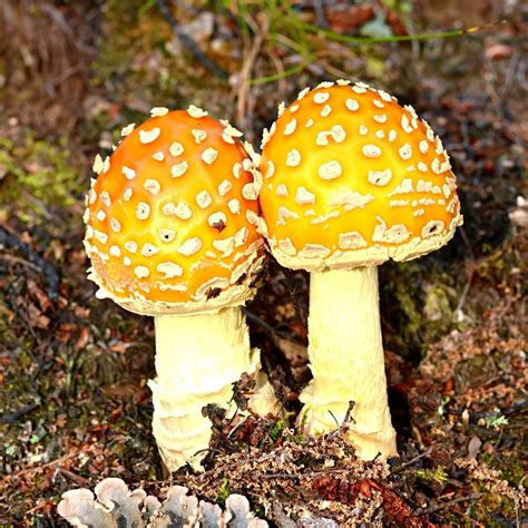 Poison Mushrooms Identification