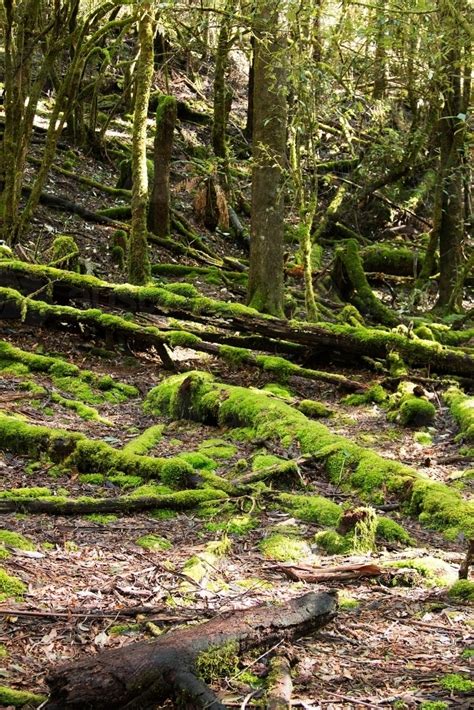 Image Of Mossy Logs On Forest Floor Austockphoto