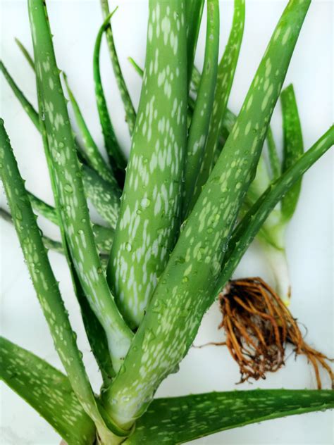 Outdoor Gardening Plants Aloe Vera Plant Shipped Bare Root Ferns