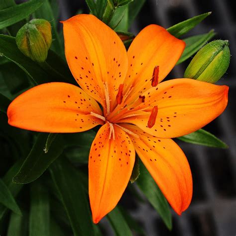 Lilium Asiatica Orange Joy Asiatic Lily Orange Joy In Gardentags
