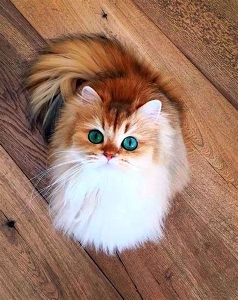 Fluffy Cats Breeds Why Get A Fluffy Cat