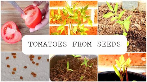 Step By Step Guide On How To Grow Tomatoes From Seeds Grow Tomatoes