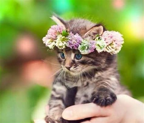 Kitten Flower Crown Kittens Cutest Cute Animals Cute Baby Animals