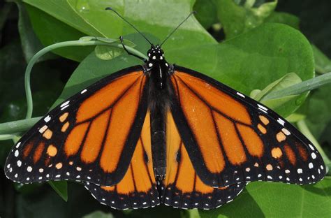 Male Monarch Butterfly Danaus Plexippus A Male Monarch B Flickr