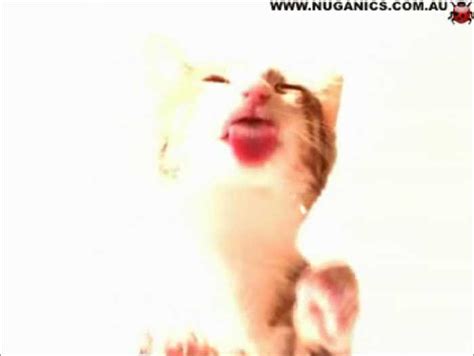 Cat Lick Screensaver XXX Sex Photos Comments