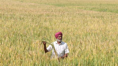 How A Section Of Punjab Farmers Is Reaping Benefits Of Mixing Paddy