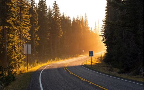 Road Sun Rays Light Forest Trees Spruce Wallpaper Travel And