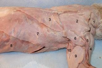 It is part of the lower limb. shoulder muscles : Biological Science Picture Directory ...