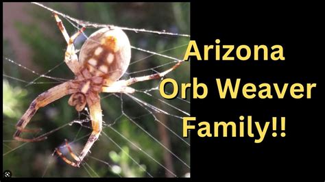 Arizona Orb Weaver Spiders Youtube