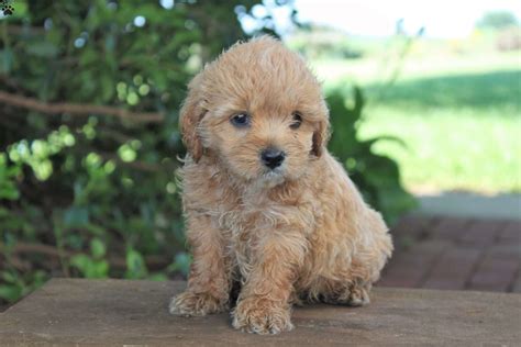 Cocker Spaniel Mix Puppies For Sale Greenfield Puppies