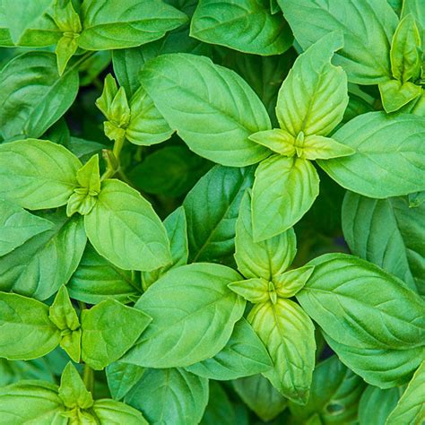Basil Herb Plants For Sale