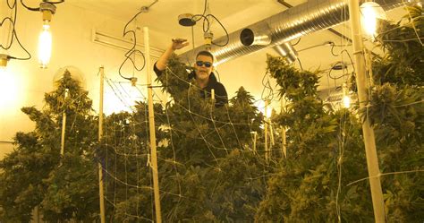 Stoner Cultivation | Growing Exposed | Growing to New Heights - Stoner Magazine