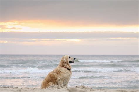 Dog At The Beach Wallpapers Wallpaper Cave