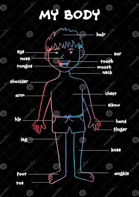 My Body` Educational Info Graphic Chart For Kids Stock Illustration