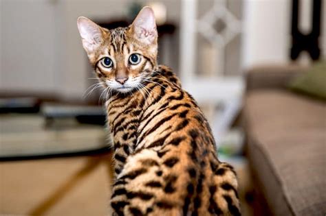 Toyger Price Personality Lifespan Facts Siamese Of Day