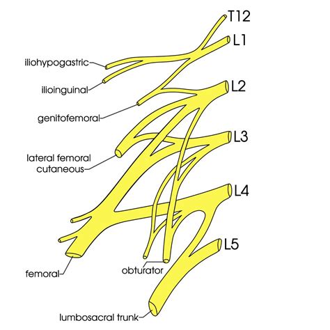 Lumbar Plexus Anatomyzone