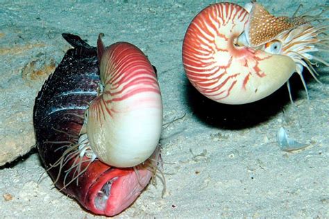 Deep Sea Scavengers Nautilus Deep Sea Living Fossil