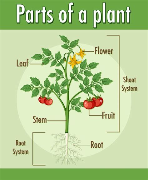 Plant Parts Vectors And Illustrations For Free Download Freepik