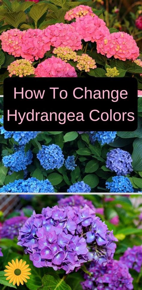 Most blue flowers lean more toward lavender or purple than a true blue. How To Change Hydrangea Colors - Pink, Blue & Purple ...