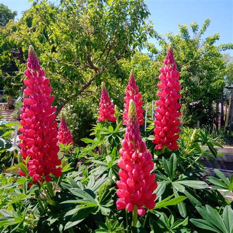 Organic Red Lupine Seeds Etsy
