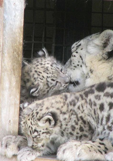Snow Leopard Twin Cubs Arrive At Welsh Mountain Zoo