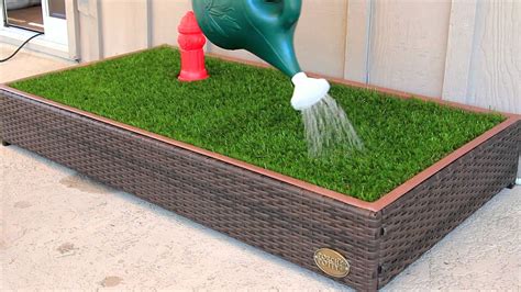 The Porch Potty — The Original Grass Litterbox For Dogs Youtube