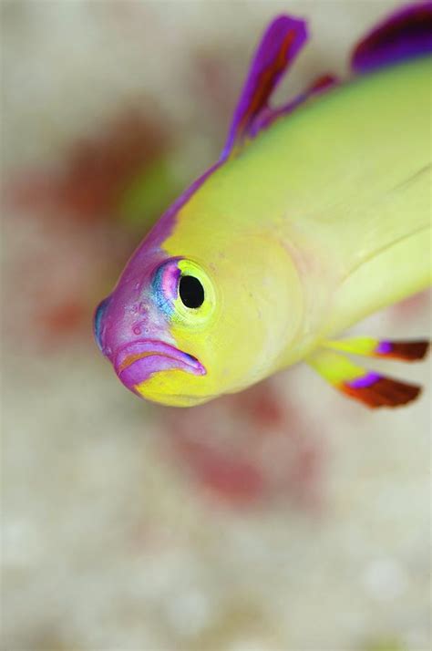 Purple Fire Goby Photograph By Scubazooscience Photo Library Fine