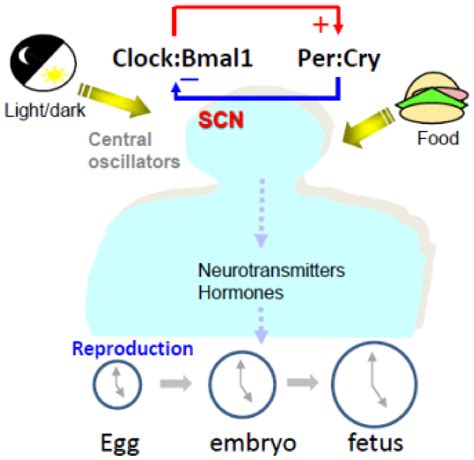 Ijms Free Full Text Circadian Clock Time Restricted Feeding And