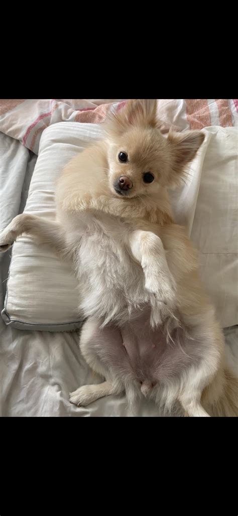 This Is Ninis Way Of Demanding That I Give Her Belly Rubs Rpomeranians