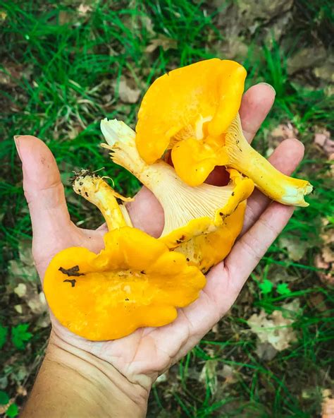Foraging Chanterelle Mushrooms Identification And Look Alikes