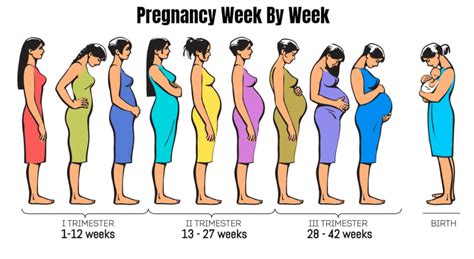 What To Expect During Pregnancy Optimal Health Family Chiropractic Wellness Centre